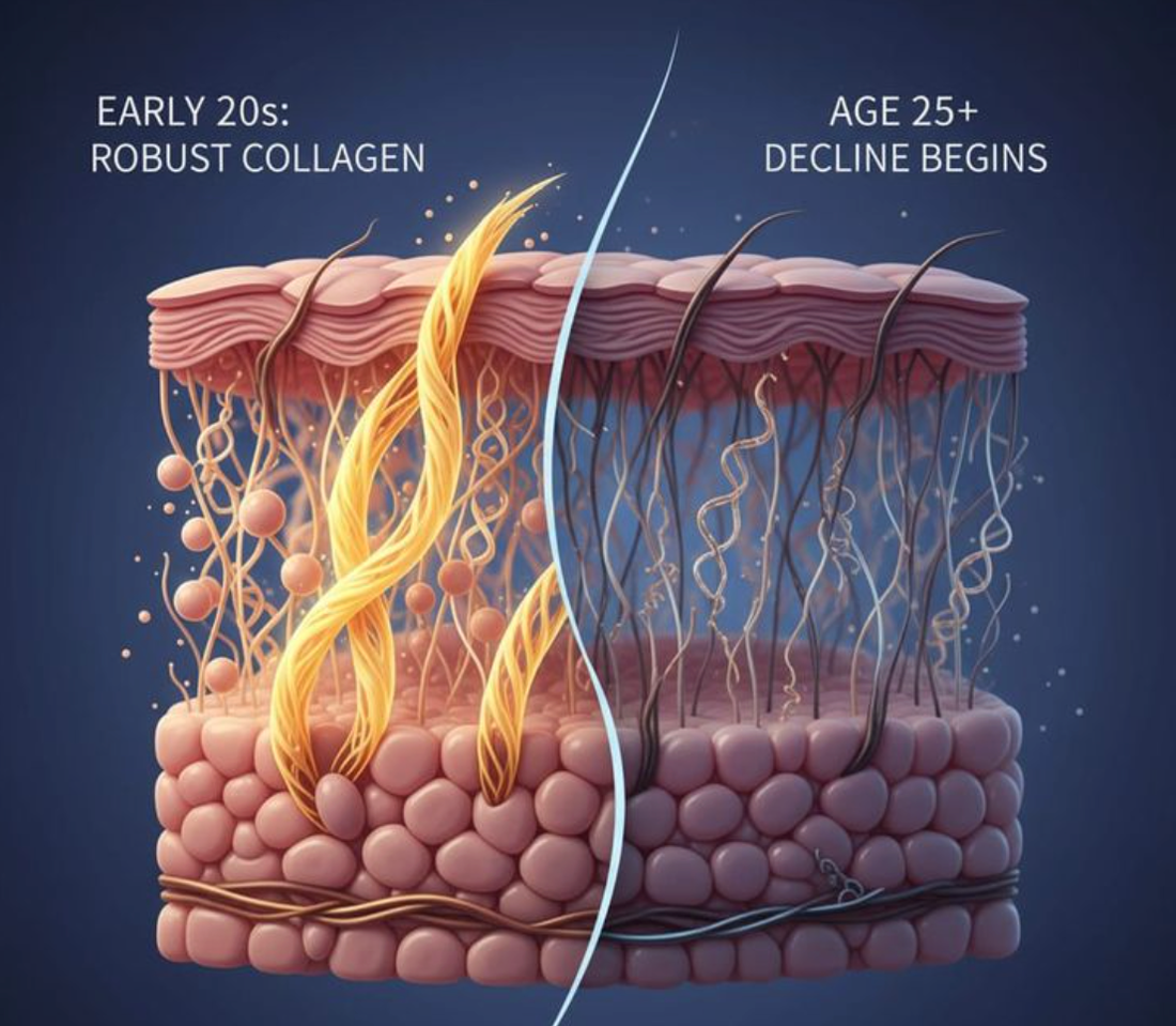 Why collagen regeneration take 60 days? - for MimiSilk Iris 1450nm device